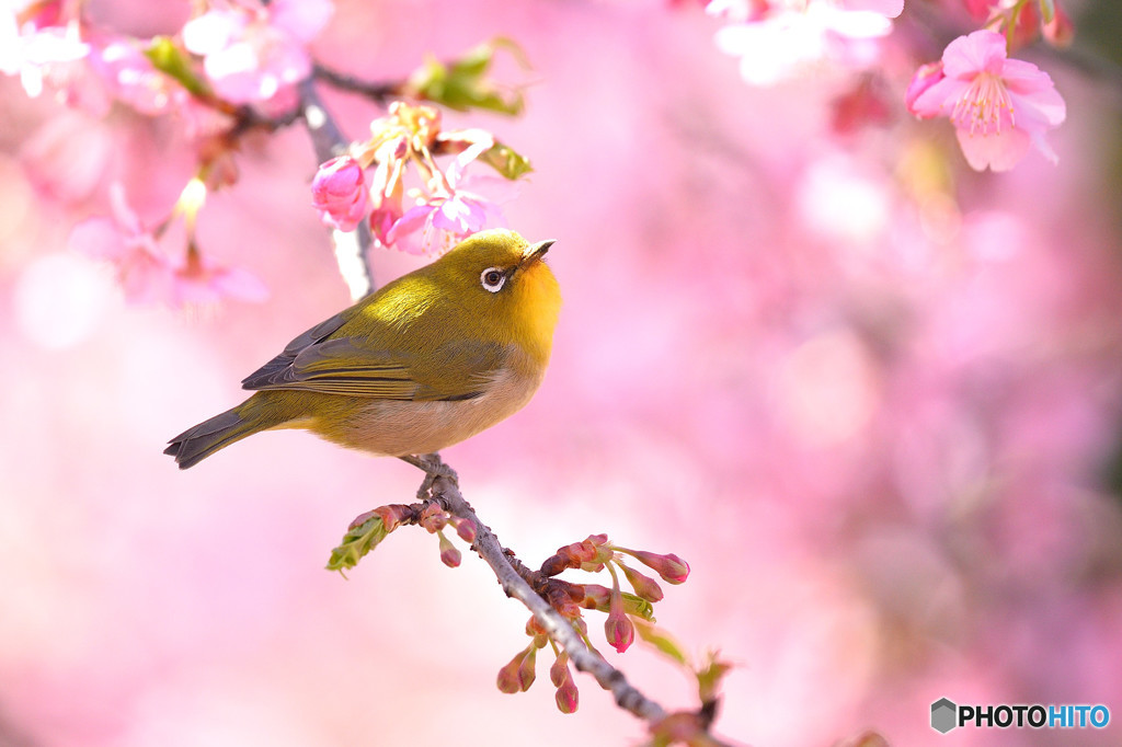 春のきざし