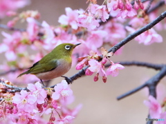 春の息吹