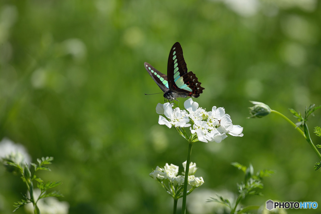 オルレアにアオスジアゲハ