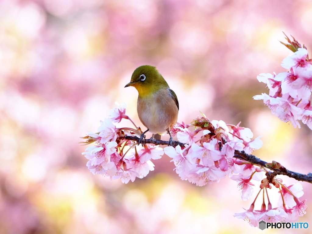 春が来た