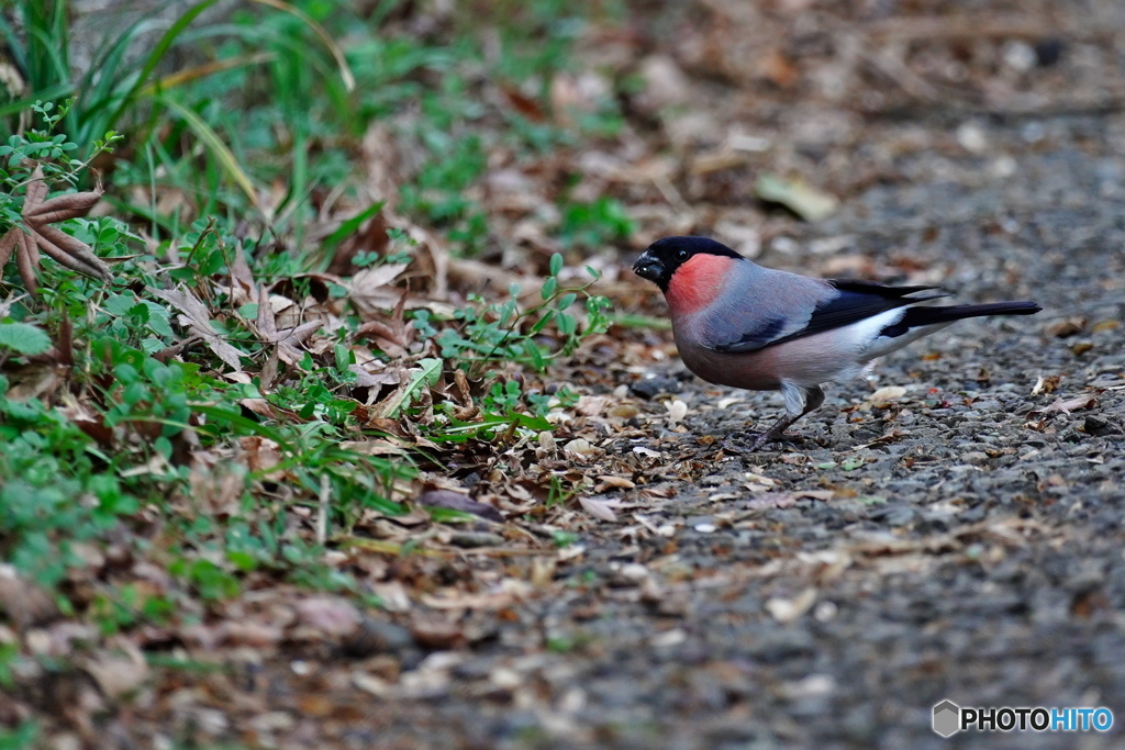 大食漢のアカウソさん