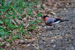 大食漢のアカウソさん