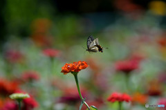 ジニア畑に舞う