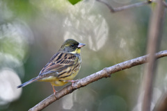 鳥たちとの会話