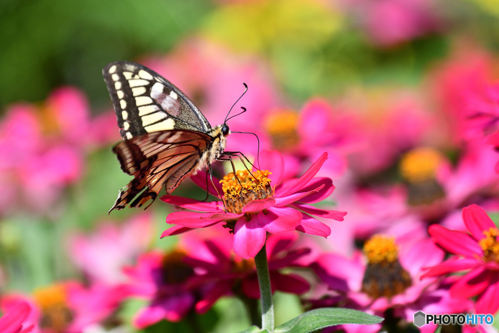 ジニアとキアゲハ