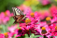 ジニアとキアゲハ