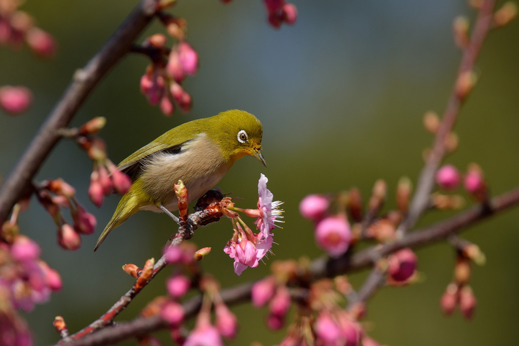 河津桜にメジロ
