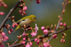 河津桜にメジロ