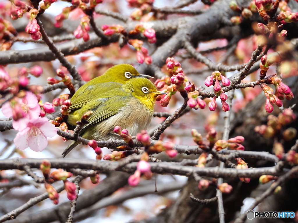 春の息吹