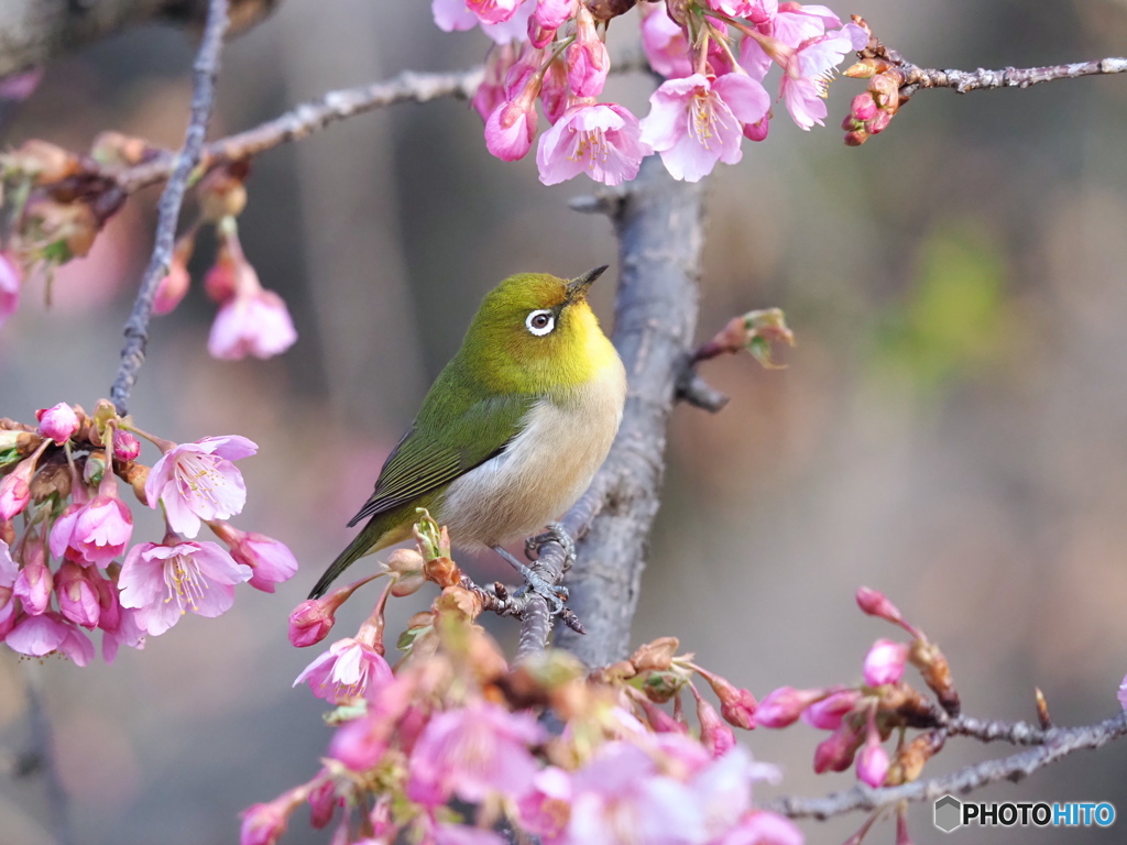 春の足音