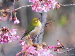 春の足音