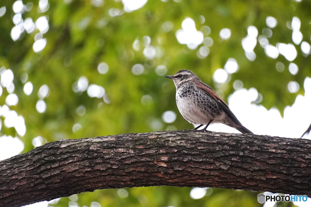 クスノキとツグミ