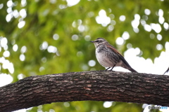 クスノキとツグミ