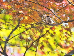 エナガとモミジ