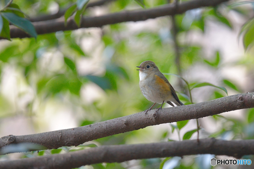 ルリ若の地鳴き