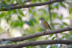 ルリ若の地鳴き