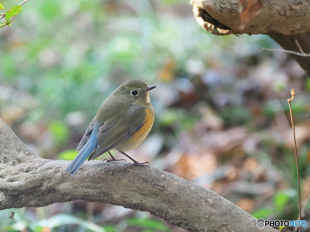 ルリビタキ♀