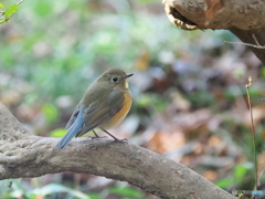 ルリビタキ♀