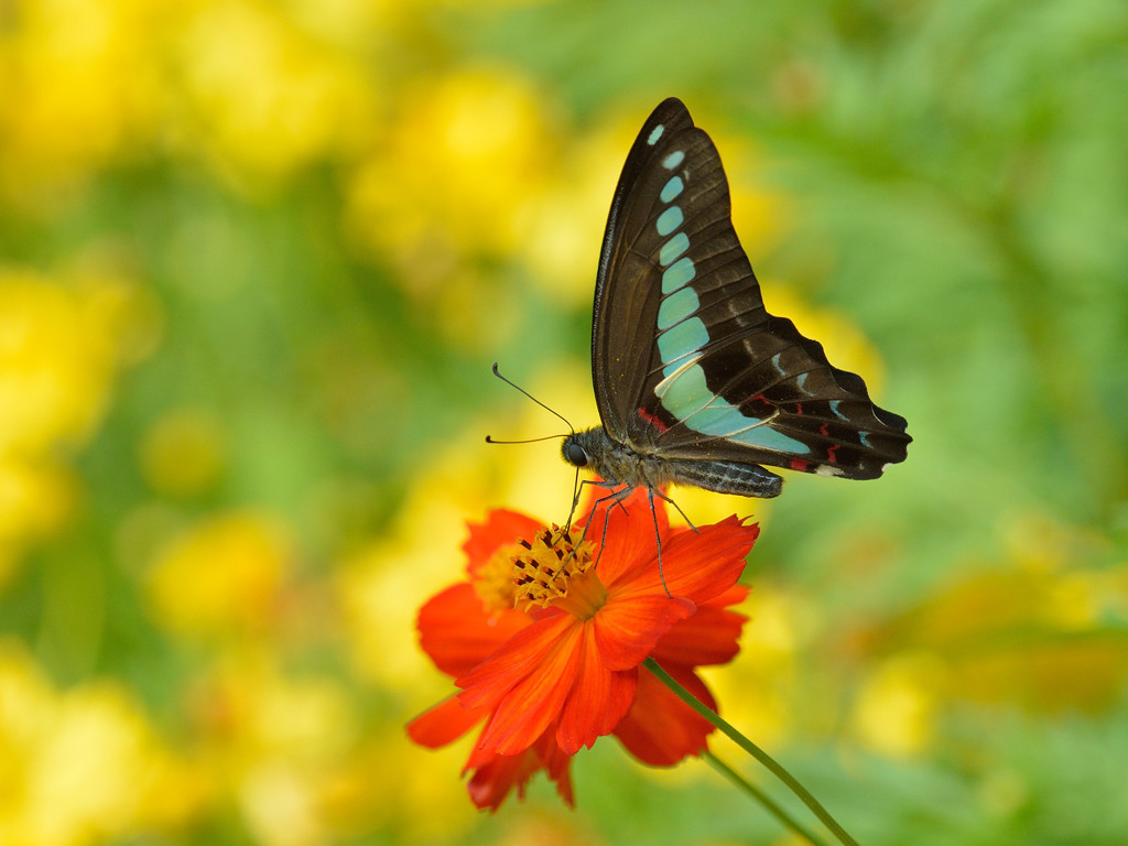 キバナコスモスにアオスジアゲハ