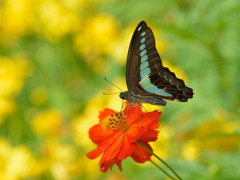 キバナコスモスにアオスジアゲハ