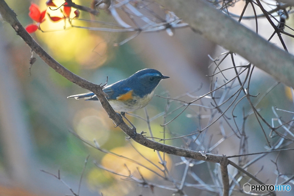 木洩れ日の中で