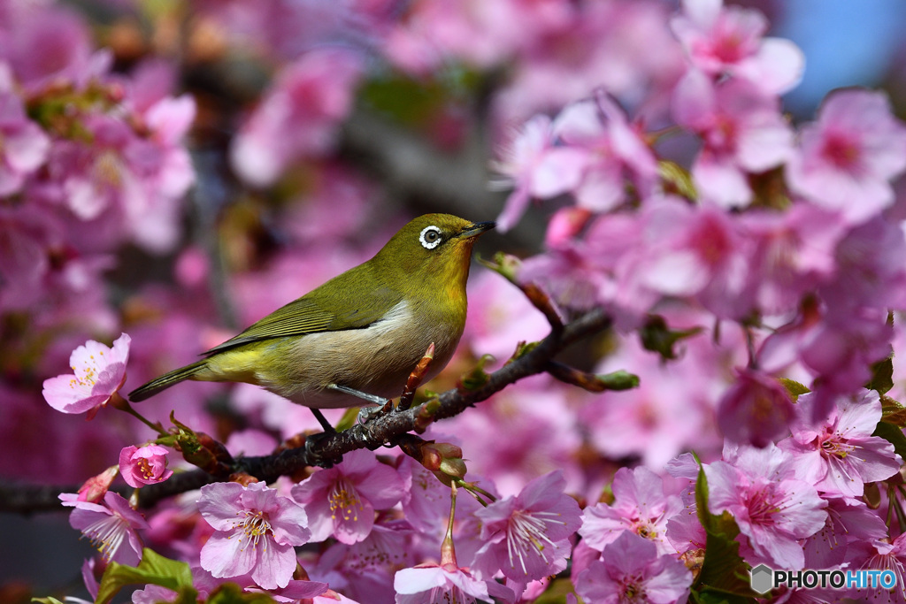 春のきざし