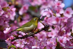 春のきざし