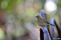冬の日差しを浴びて