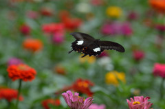 百日草畑を舞う