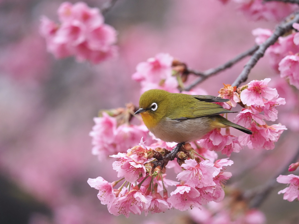 河津桜満開