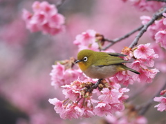 河津桜満開