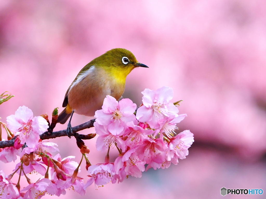 河津桜満開