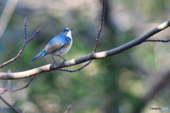 幸せの青い鳥
