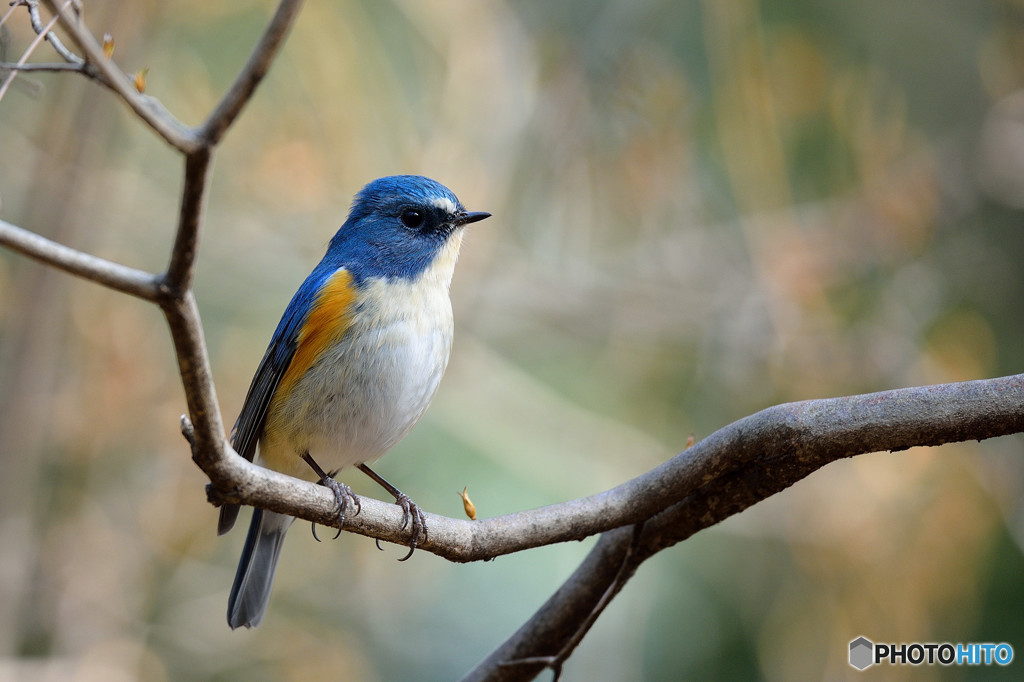 ヤマツツジにルリビタキ