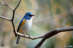 ヤマツツジにルリビタキ