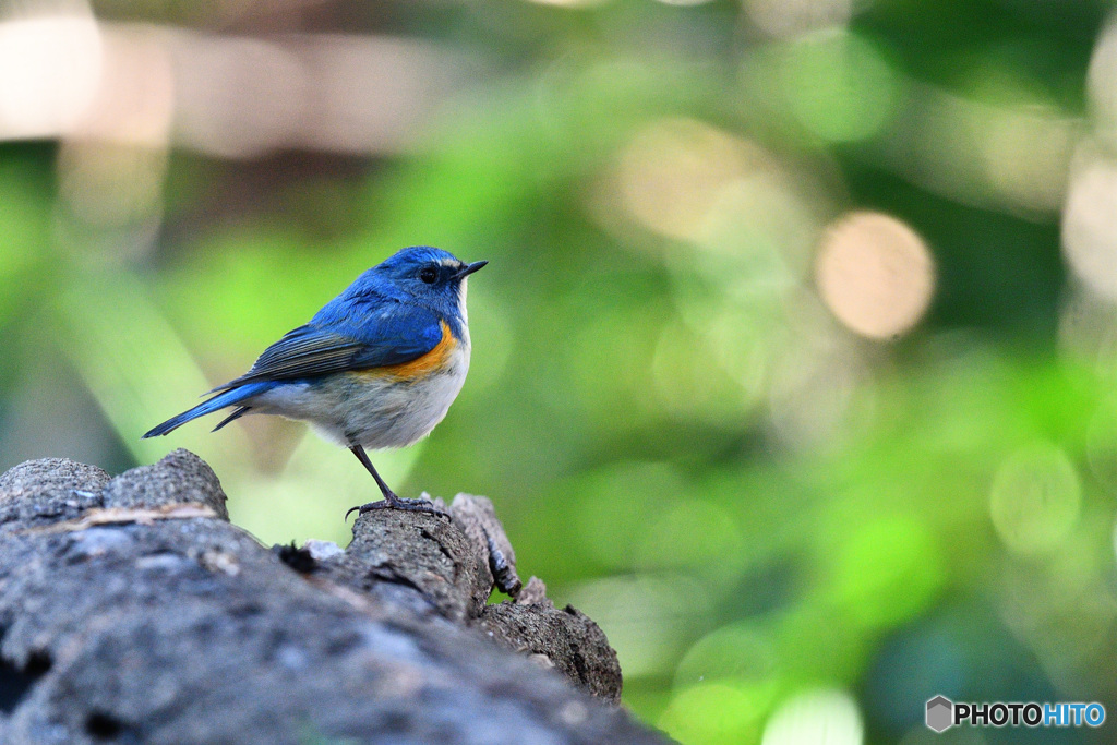 瑠璃色の貴公子
