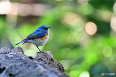 瑠璃色の貴公子