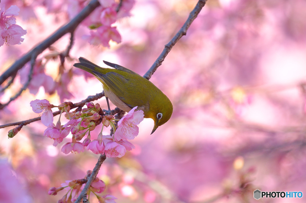 春の息吹