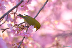 春の息吹