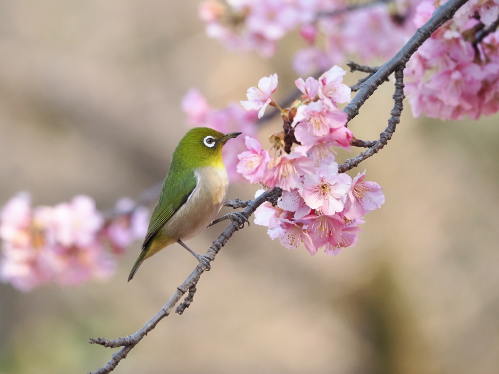 春の訪れ
