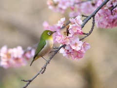 春の訪れ