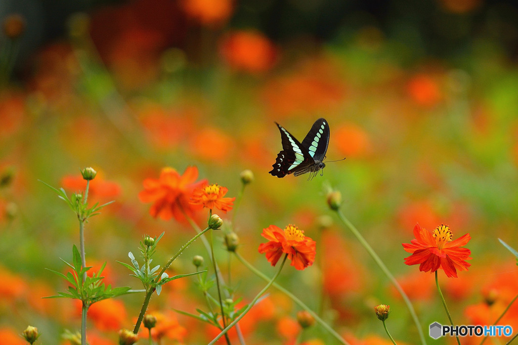 アオスジアゲハの飛翔