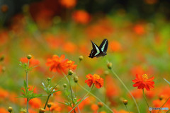 アオスジアゲハの飛翔