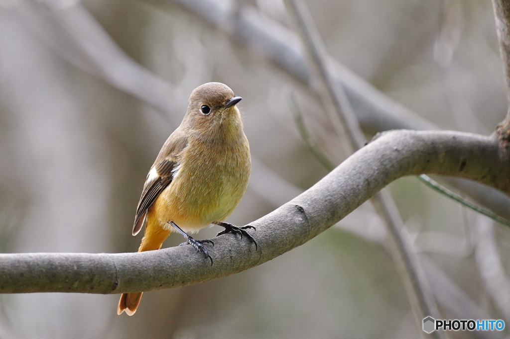 癒しのジョビ子さん