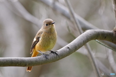 癒しのジョビ子さん