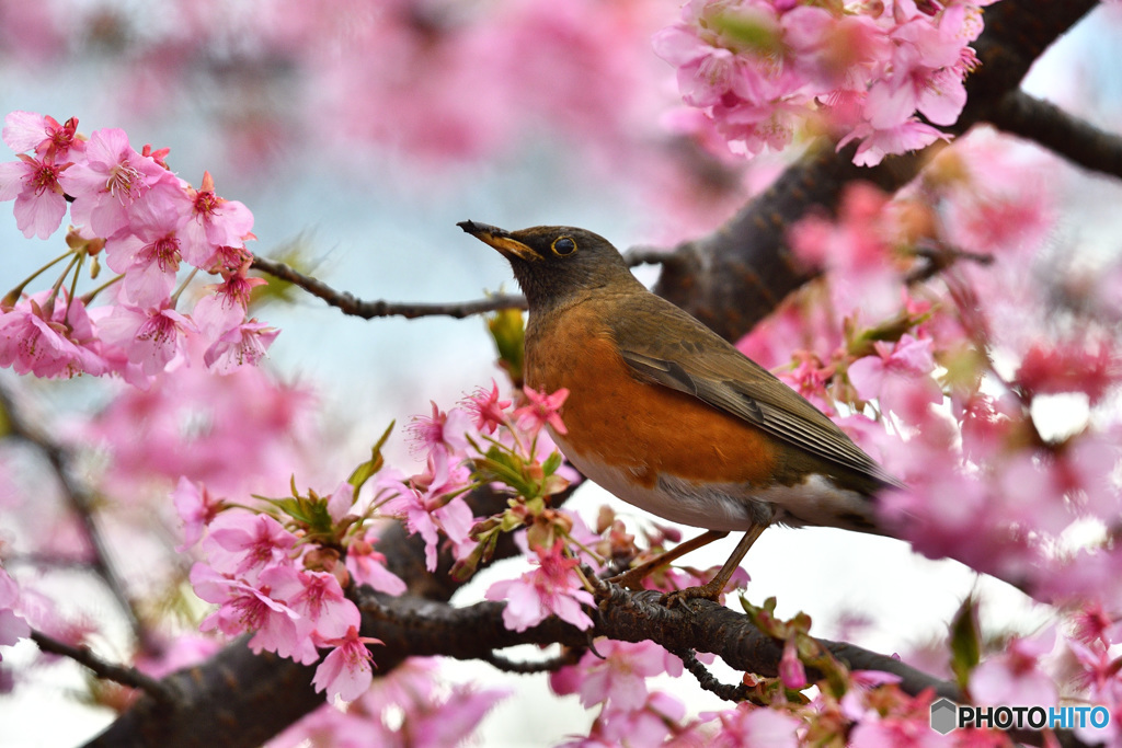 河津桜にアカハラ
