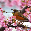 河津桜にアカハラ