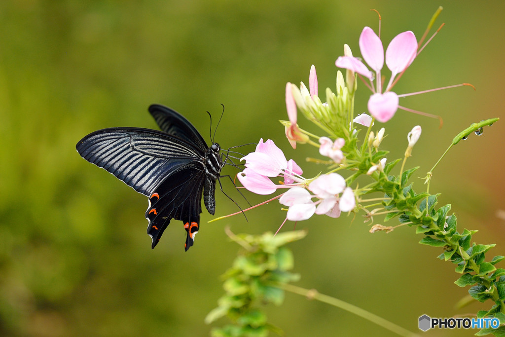 クレオメにクロアゲハ