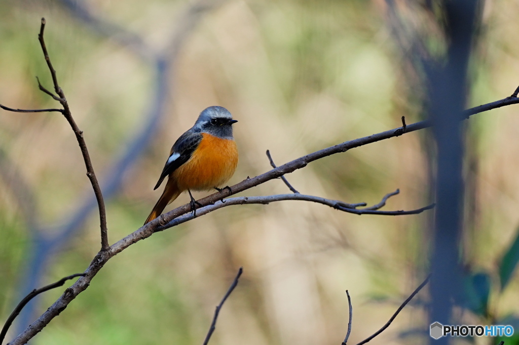 カッコいいジョビ太君