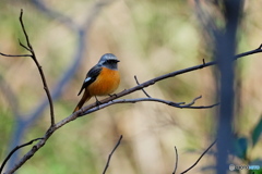 カッコいいジョビ太君